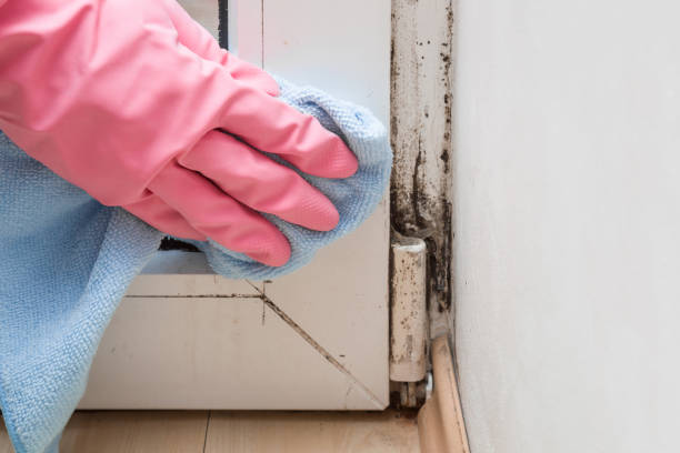 Best Attic Mold Removal  in Everson, WA